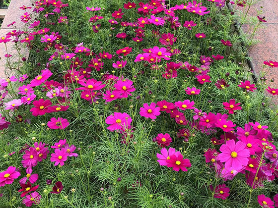 德州租摆花卉|绿植批发